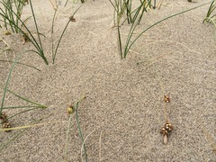 Carex sabulosa