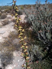 Disa salteri