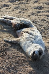 Halichoerus grypus grypus