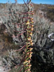 Disa salteri