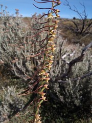 Disa salteri