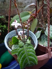 Chamaeranthemum venosum