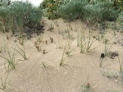 Carex sabulosa