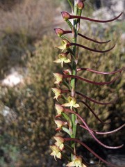 Disa salteri