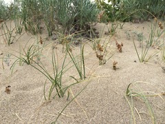 Carex sabulosa