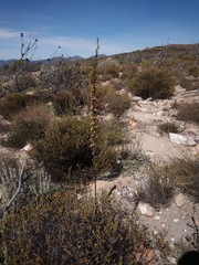 Disa salteri