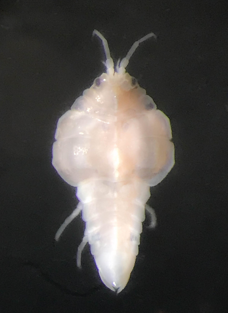 Antarcturus