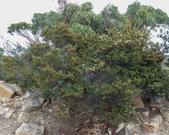 Acacia terminalis