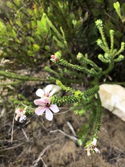 Adenandra obtusata