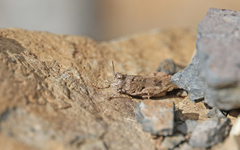Oedipoda canariensis