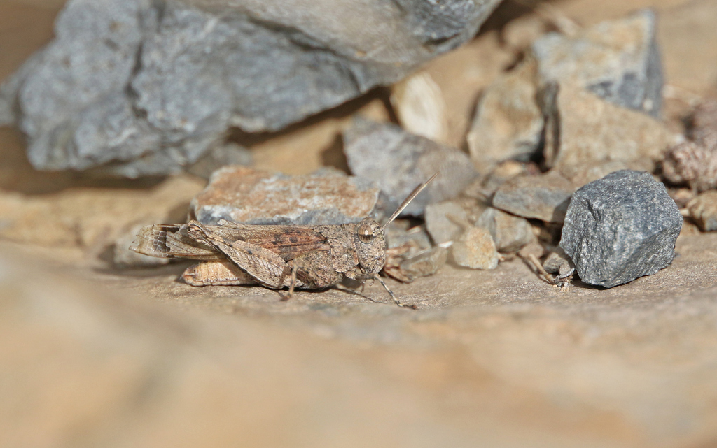 Canarian Band-Winged Grasshopper