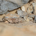 Oedipoda canariensis - Photo (c) Christoph Moning, algunos derechos reservados (CC BY), subido por Christoph Moning