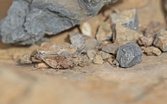 Oedipoda canariensis
