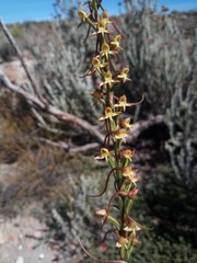 Disa salteri