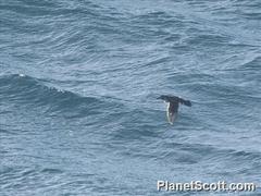 Pelecanoides georgicus