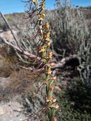 Disa salteri
