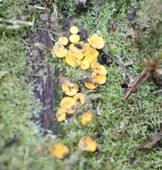 Phaeohelotium baileyanum
