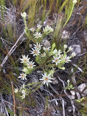 Euchaetis longibracteata