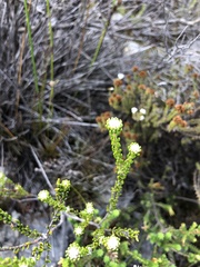 Phylica selaginoides