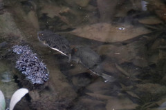 Tetractenos hamiltoni