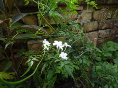 Jasminum officinale