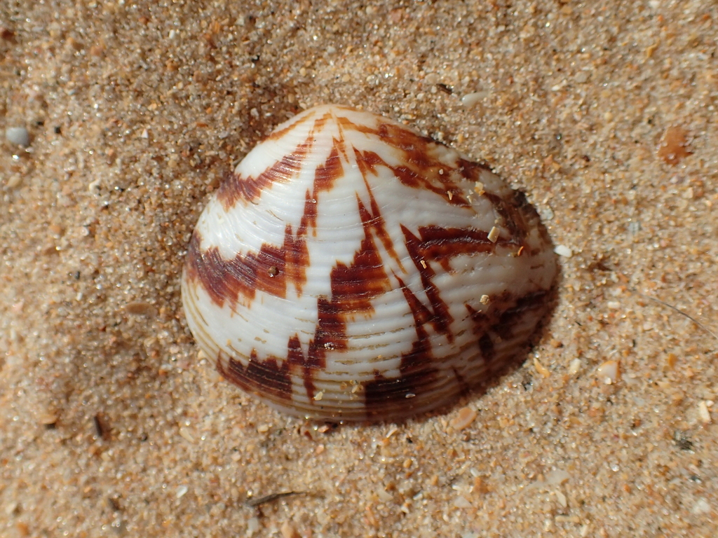 Thickshell Clams
