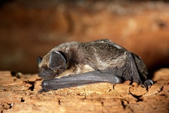 Parti-Coloured Bat photo 2