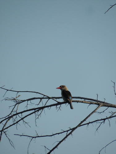 Brown-hooded Kingfisher