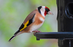 Carduelis carduelis