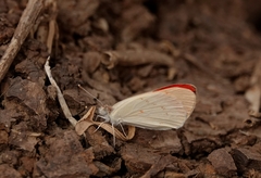 Colotis danae