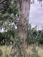 Eucalyptus