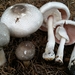 Inky Mushroom - Photo (c) John Plischke, some rights reserved (CC BY-NC), uploaded by John Plischke