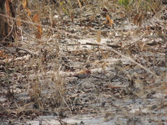 Hypargos margaritatus