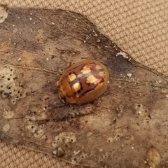 Paropsisterna nobilitata