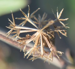 Palafoxia lindenii