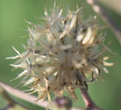 Palafoxia lindenii