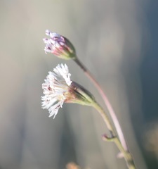 Palafoxia lindenii