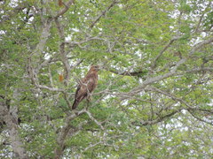 Buteo buteo vulpinus