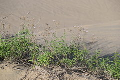Palafoxia lindenii
