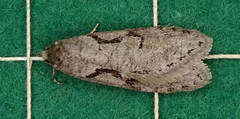 Semioscopis steinkellneriana