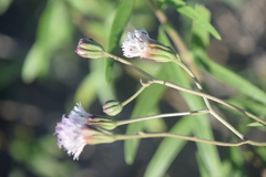 Palafoxia lindenii