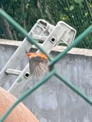 Foudia madagascariensis