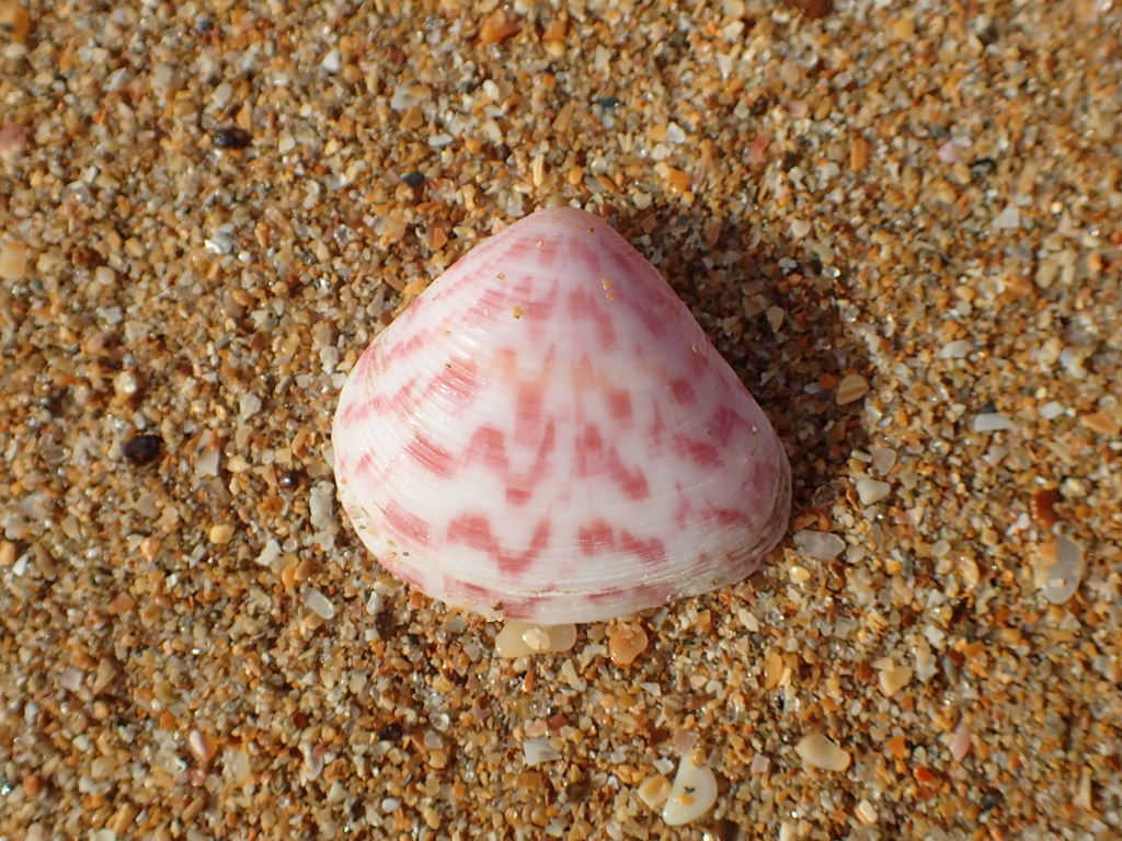 Crassatina guineensis