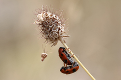 Clytra atraphaxidis