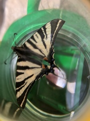 Iphiclides podalirius