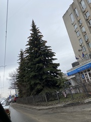 Picea