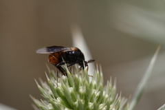 Ripiphorus subdipterus