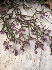 Erica albertyniae