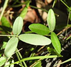 Glycine cyrtoloba