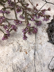 Erica albertyniae
